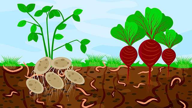 GMOs%20don't%20belong%20in%20the%20soil.jpg